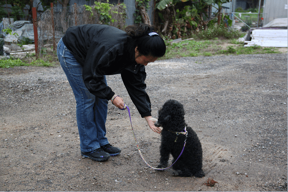 Senior CID invites dog trainers to share experiences of dog-walking with pet-sitters in a Yuen Long dog shelter